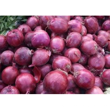 Suministre la cebolla roja fresca con el precio más bajo en buena calidad